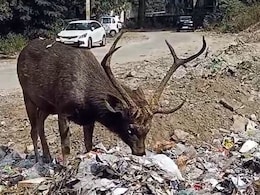 जंगल से शहर पहुंचा 'सांभर', कचड़े में पॉलिथीन खाते आया नजर