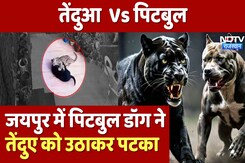 Jaipur में Pitbull Dog ने Panther को उठाकर पटका,  शिकार करने आया था तेंदुआ Jaipur में Pitbull Dog ने Panther को उठाकर पटका,  शिकार करने आया था तेंदुआ