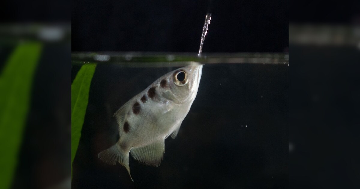 Weaponized Fish Meet The Nature's Deadliest Sniper