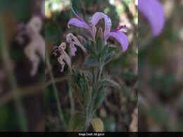 New Fire-Resilient Plant Species Discovered In India's Western Ghats New Fire-Resilient Plant Species Discovered In India's Western Ghats