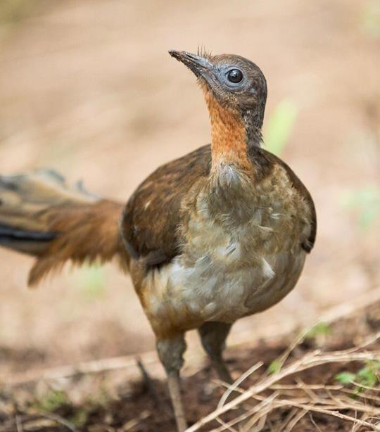 Morales LYRE BIRD M-50 D-35type 超爆鳴り 超希少 Morales LYRE BIRD M-50 D-35type 超爆鳴り 超希少 Morales LYRE BIRD