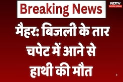 Elephant Death in Maihar: बिजली के तार की चपेट में आने से हाथी की मौत Elephant Death in Maihar: बिजली के तार की चपेट में आने से हाथी की मौत