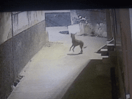 Rajasthan: अजमेर के पब्लिक टॉयलेट के पास पर खुलेआम घूमते पैंथर का वीडियो वायरल, दहशत में ग्रामीण Rajasthan: अजमेर के पब्लिक टॉयलेट के पास पर खुलेआम घूमते पैंथर का वीडियो वायरल, दहशत में ग्रामीण