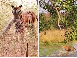 रणथंभौर पार्क में बाघ ने किया अजगर का शिकार, बाघ टी-120 का हुआ मगरमच्छ से सामना; वायरल वीडियो रणथंभौर पार्क में बाघ ने किया अजगर का शिकार, बाघ टी-120 का हुआ मगरमच्छ से सामना; वायरल वीडियो