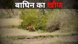 Tiger Fear: बांधवगढ़ से लगे इलाके में मादा बाघ का खौफ, ग्रामीणों का घर से निकलना हुआ मुश्किल