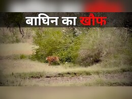 Tiger Fear: बांधवगढ़ से लगे इलाके में मादा बाघ का खौफ, ग्रामीणों का घर से निकलना हुआ मुश्किल