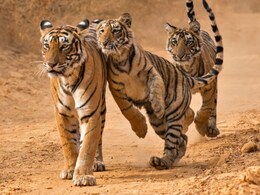 Rajasthan News: संकट में रणथंभौर के बाघ! 25 टाइगर लापता, कुछ हुए आदमखोर; दहशत में त्रिनेत्र गणेश जी के श्रद्धालु Rajasthan News: संकट में रणथंभौर के बाघ! 25 टाइगर लापता, कुछ हुए आदमखोर; दहशत में त्रिनेत्र गणेश जी के श्रद्धालु