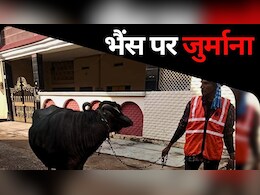 Cow Dung: भैंस के गोबर ने कराई किरकिरी... पहले हुई भैंस जब्त, फिर लग गया इतने हजार का जुर्माना