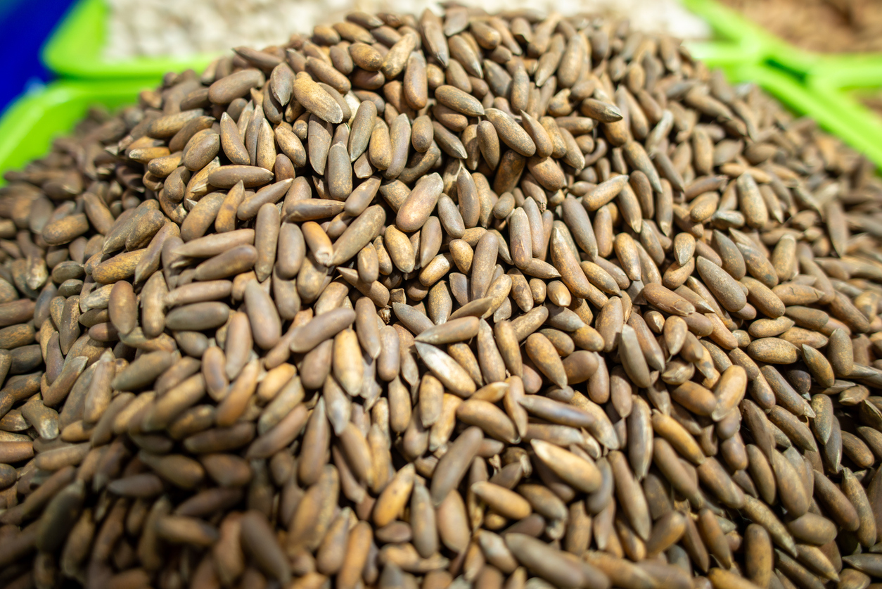 काजू-बादाम भी फेल हैं इस सस्ते से ड्राई फ्रूट्स के आगे, इन लोगों को जरूर करना चाहिए इसका सेवन