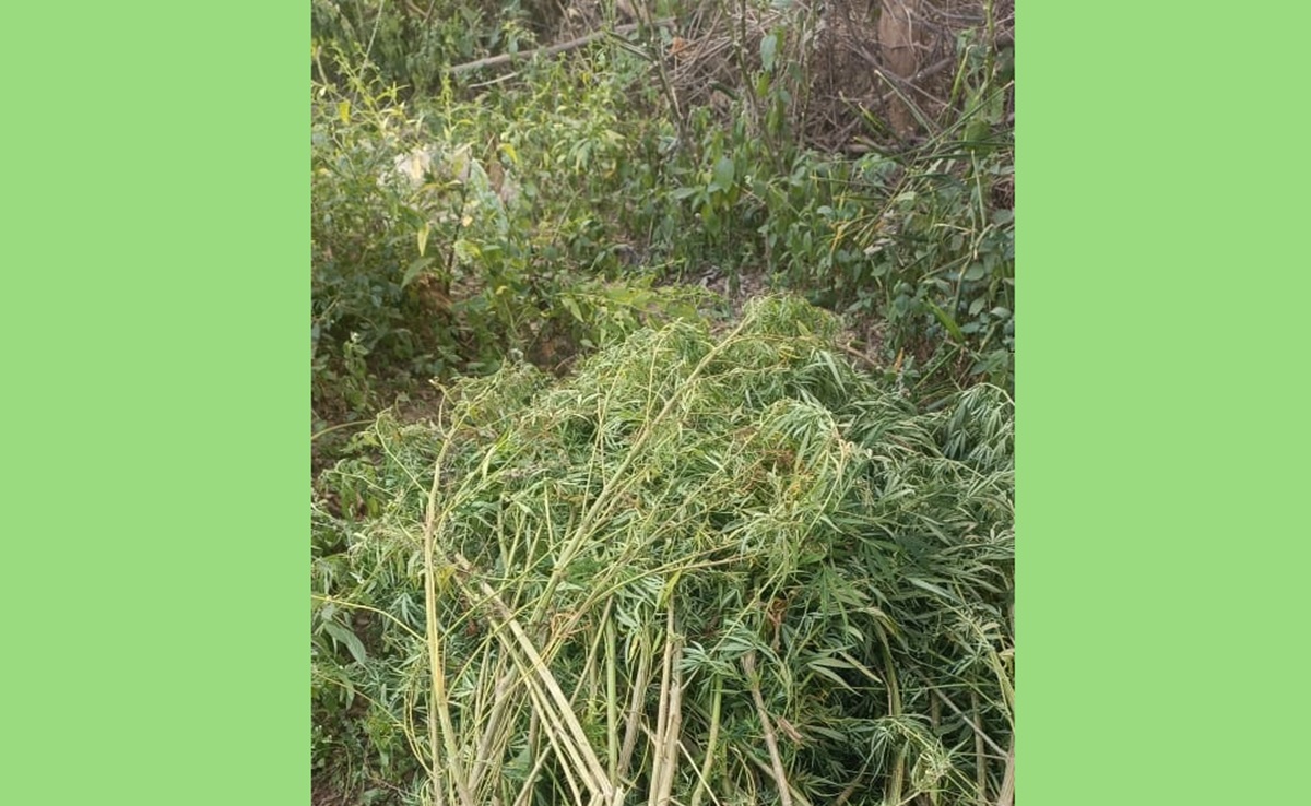 सतना में 'नशे की खेती', Police का एक्शन, एक दिन में दो जगह मिली गांजे की बंपर खेती