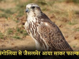 4000 KM का सफर तय कर मंगोलिया से जैसलमेर आये साकर फाल्कन, कैसे याद रखते हैं इतना लम्बा रास्ता ? 