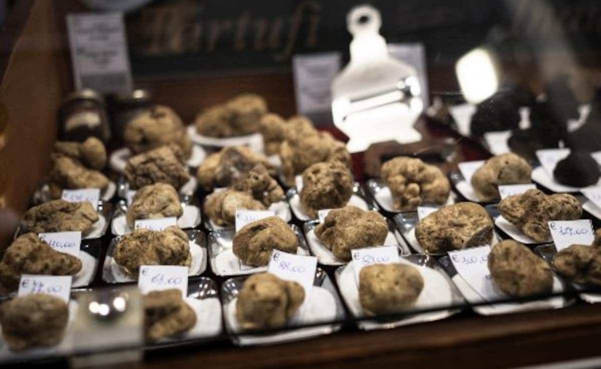 White Truffles, Italy's Gold, Hit By Climate Change