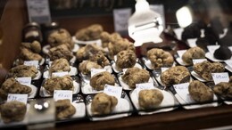 White Truffles, Italy's Gold, Hit By Climate Change