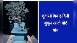 Tulsi Vivah: तुळशीचे लग्न कधी आहे? यंदा जुळून आले दोन महत्त्वपूर्ण योग, जाणून घ्या मुहूर्त आणि महत्त्व&nbsp;