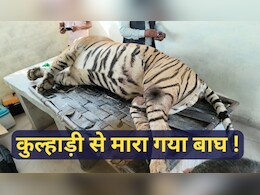 क्या रणथम्भौर में टाइगर को लोगों ने कुल्हाड़ियों से मारा ? 3 दिन पहले किया था युवक का शिकार 