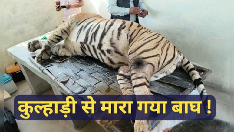 क्या रणथम्भौर में टाइगर को लोगों ने कुल्हाड़ियों से मारा ? 3 दिन पहले किया था युवक का शिकार 