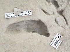 Fossil Footprints Show Two Ancient Human Ancestors "Crossed Paths"