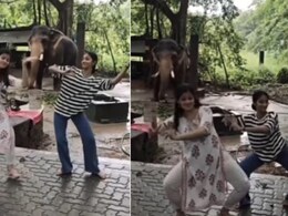 लड़कियां कर रही थीं भरतनाट्यम, अचानक पीछे खड़ा हाथी भी साथ में धुन पर लगा थिरकने, ऐसे कॉपी किया डांस, आप कहेंगे So Cute लड़कियां कर रही थीं भरतनाट्यम, अचानक पीछे खड़ा हाथी भी साथ में धुन पर लगा थिरकने, ऐसे कॉपी किया डांस, आप कहेंगे So Cute