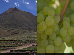 Not In Europe, But In Tibet Is The Highest Vineyard In The World And This Is Why You Should Visit Not In Europe, But In Tibet Is The Highest Vineyard In The World And This Is Why You Should Visit