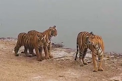 After 25 'Missing' Tigers Report In Rajasthan, 10 Spotted On Camera Traps After 25 'Missing' Tigers Report In Rajasthan, 10 Spotted On Camera Traps