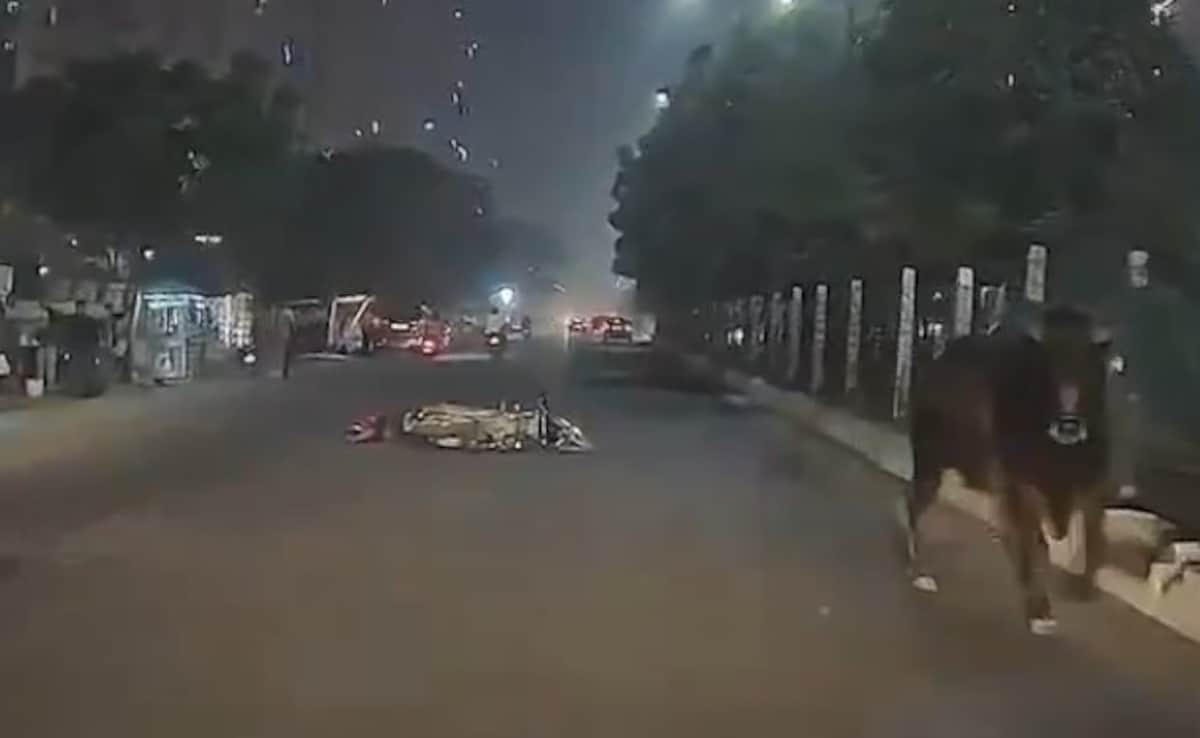 Video: Biker Injured After Bull Runs Into Bike In Greater Noida