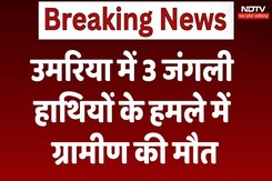 Elephant Attack in Umaria: 3 जंगली हाथियों के हमले में ग्रामीण की मौत, लोगों में दहशत Elephant Attack in Umaria: 3 जंगली हाथियों के हमले में ग्रामीण की मौत, लोगों में दहशत