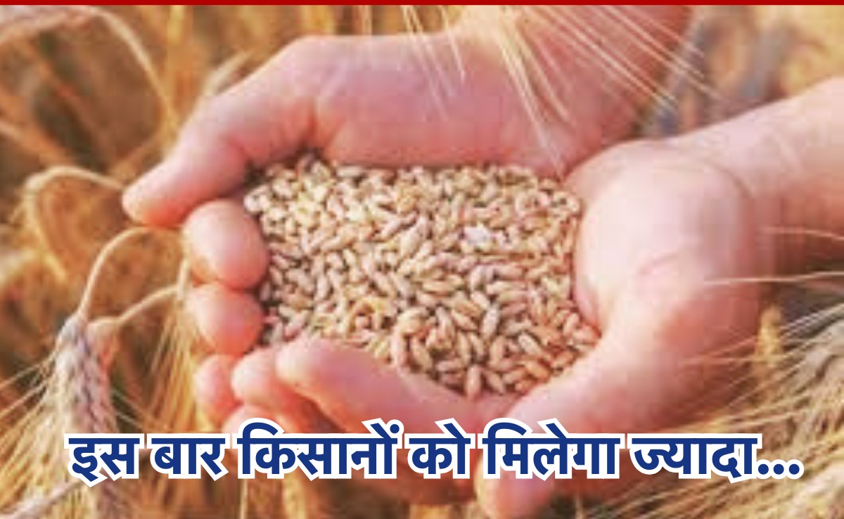 Wheat MSP: इस साल सरकार किसानों से 150 रुपए अधिक में खरीदेगी गेंहू, इतना हुआ न्यूनतम समर्थन मूल्य