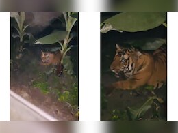 रात के अंधेरे में केले के पेड़ के पीछे छिपा था टाइगर, ग्रामीणों की पड़ी नजर..तो मारी ऐसी दहाड़, लोगों का कांप उठा कलेजा रात के अंधेरे में केले के पेड़ के पीछे छिपा था टाइगर, ग्रामीणों की पड़ी नजर..तो मारी ऐसी दहाड़, लोगों का कांप उठा कलेजा