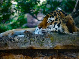 छत्तीसगढ़ में बाघ की संदिग्ध मौत ! अब 2 कर्मचारी हुए सस्पेंड