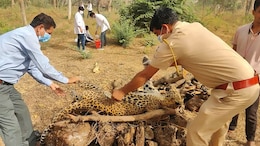 Rajasthan: झुंझुनू के उदयपुरवाटी वन में मादा पैंथर की मौत, किराण्डा कुण्ड के पास में मिला शव