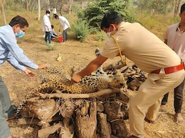 Rajasthan: झुंझुनू के उदयपुरवाटी वन में मादा पैंथर की मौत, किराण्डा कुण्ड के पास में मिला शव