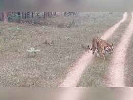 पेंच टाइगर रिजर्व से आई खुशखबरी, बढ़ गई बाघों की संख्या, नजारा देख ये हो गए रोमांचित