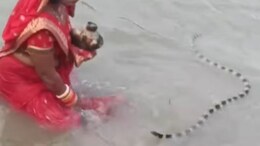 Viral Video : छठ पूजेदरम्यान पाण्यात अचानक आला साप, महिलेने काय केलं पाहा?