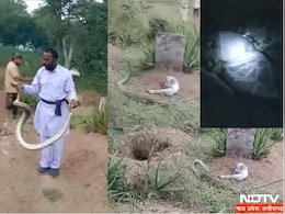 बकरी के बच्चे को निगल गया 12 फीट का अजगर,  कैमरे में कैद हुआ पूरा मंजर, देखें Live Video