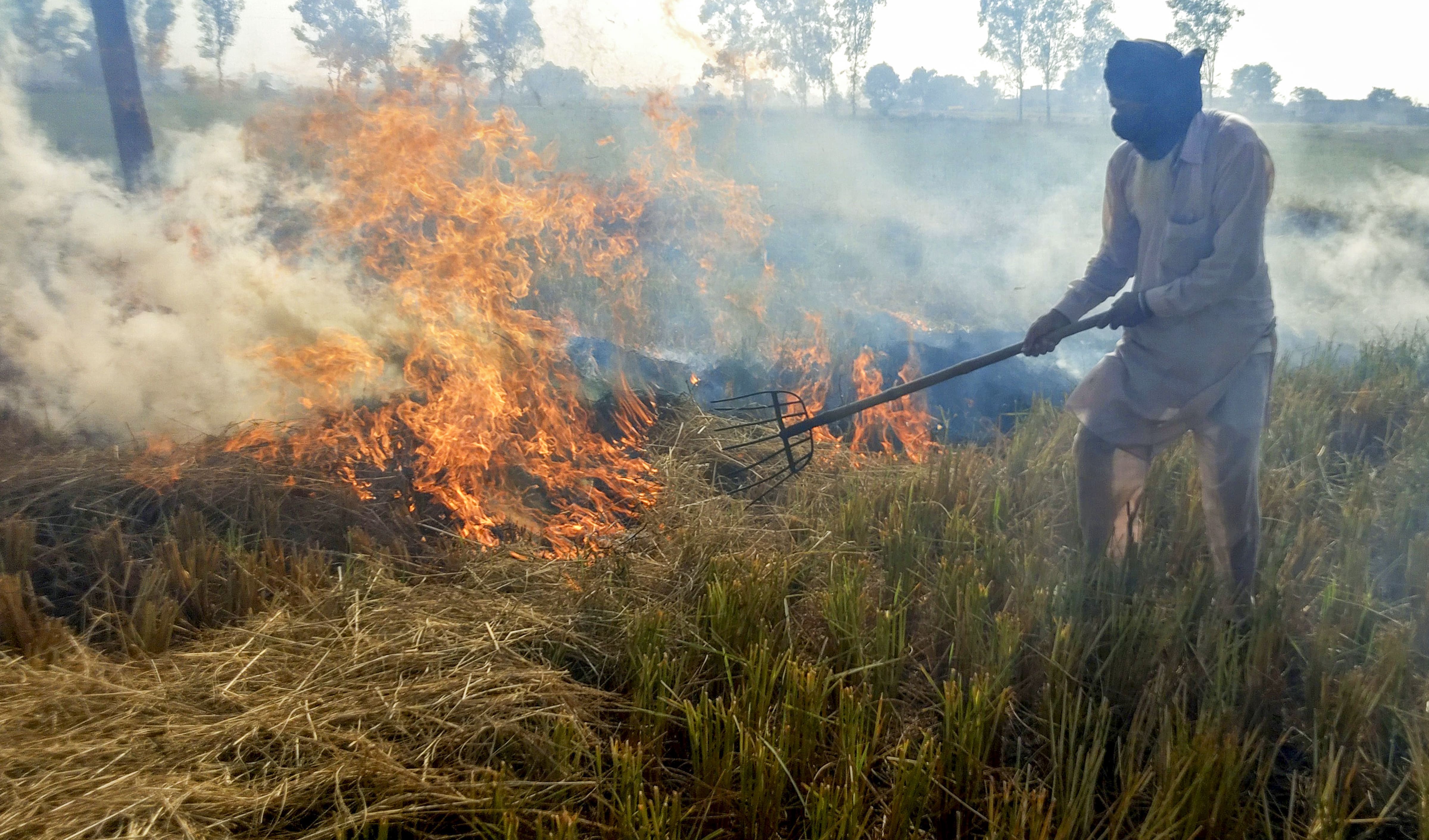 Stubble Burning In Punjab, Haryana Reduced By 50% This Year: Top Expert