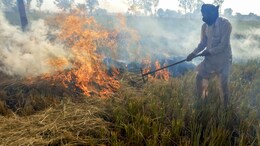Haryana Doubles Fine For Stubble Burning, Rs 1.65 Lakh Collected In Fines