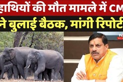 Bandhangarh Elephants: हाथियों की मौत मामले सीएम मोहन आज करेंगे बैठक, लेंगे रिपोर्ट Bandhangarh Elephants: हाथियों की मौत मामले सीएम मोहन आज करेंगे बैठक, लेंगे रिपोर्ट