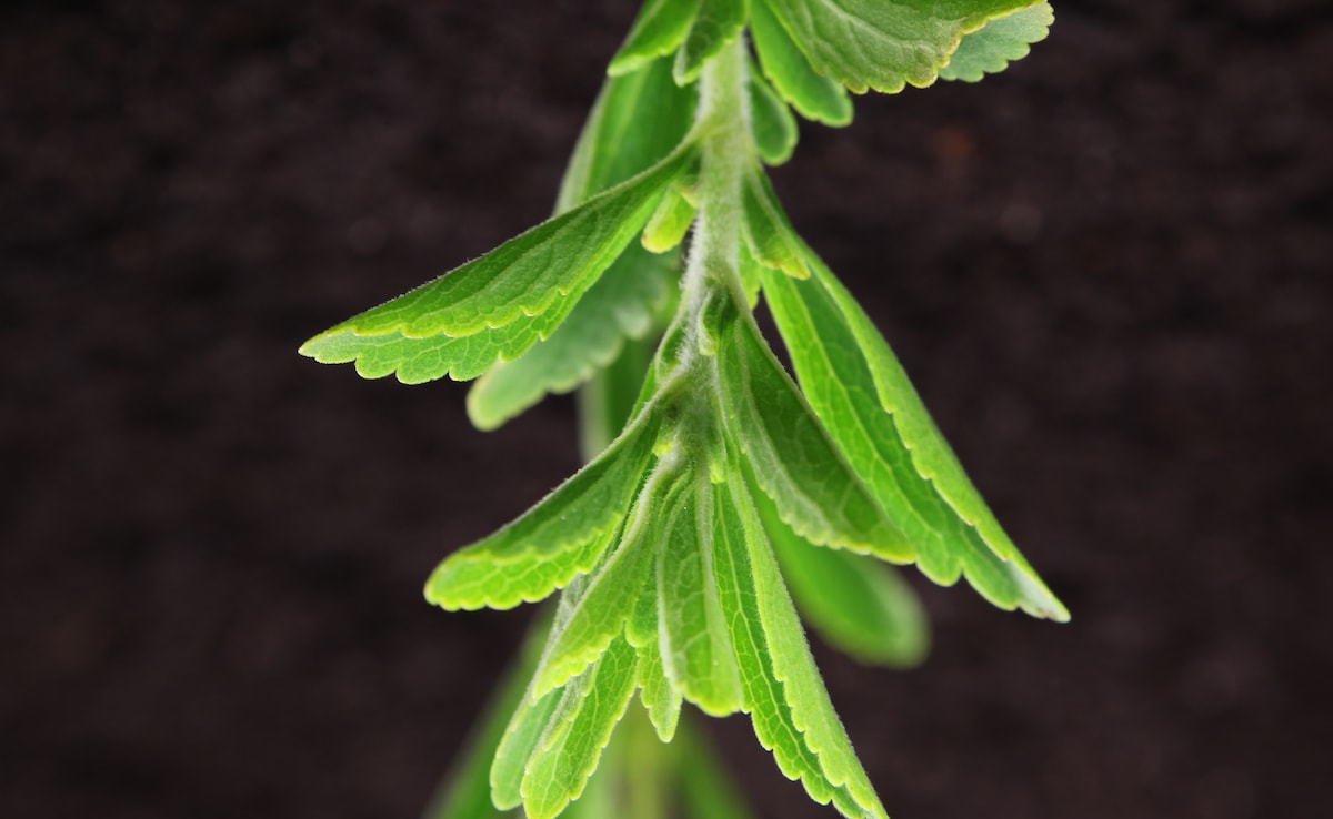 Is Consuming Stevia Bad For Your Blood Sugar Levels?