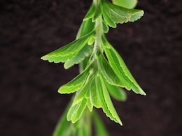 Is Consuming Stevia Bad For Your Blood Sugar Levels?