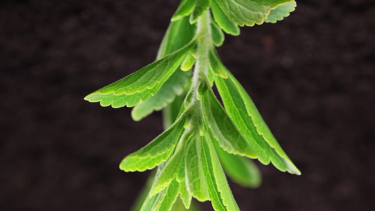 Is Consuming Stevia Bad For Your Blood Sugar Levels?