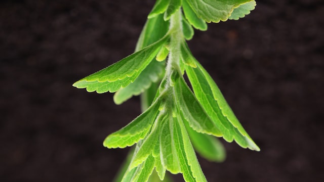 Stevia's impact on blood sugar levels.