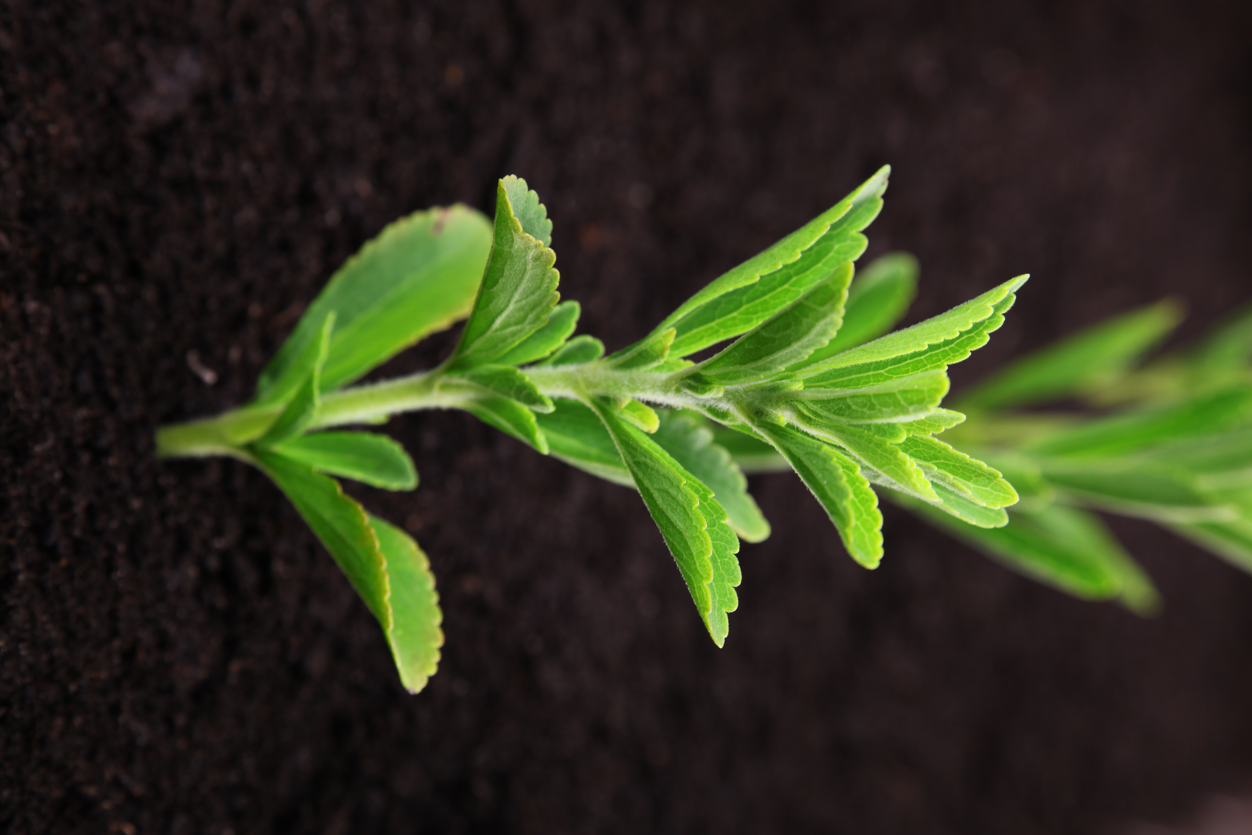 Stevia's impact on blood sugar levels.