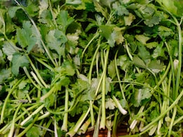 धनिया खरीदने के 2 दिन में ही गलना हो जाता है शुरू, तो इन 4 तरीकों को आजमाकर धनिया के पत्ते हफ्तों तक रख सकते हैं हरे धनिया खरीदने के 2 दिन में ही गलना हो जाता है शुरू, तो इन 4 तरीकों को आजमाकर धनिया के पत्ते हफ्तों तक रख सकते हैं हरे