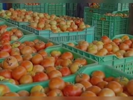 Display Names, Phone Numbers: Vendors At Delhi's Najafgarh Vegetable Market Told Display Names, Phone Numbers: Vendors At Delhi's Najafgarh Vegetable Market Told