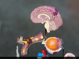 Kidney And Nerve Cells Can Form Memories, Not Just The Brain: Study Kidney And Nerve Cells Can Form Memories, Not Just The Brain: Study