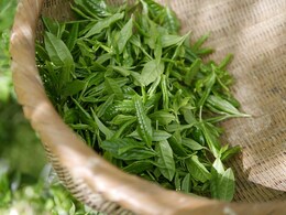 Air Pollution: Celeb Lifestyle Coach Unlocks Benefits Of This Herb For Air Pollution