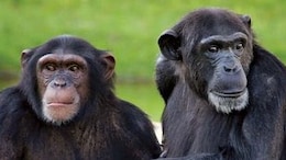 Chimpanzees Act As 'Engineers', Use Physics To Choose Tools: Study