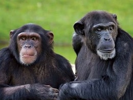 Chimpanzees Act As 'Engineers', Use Physics To Choose Tools: Study