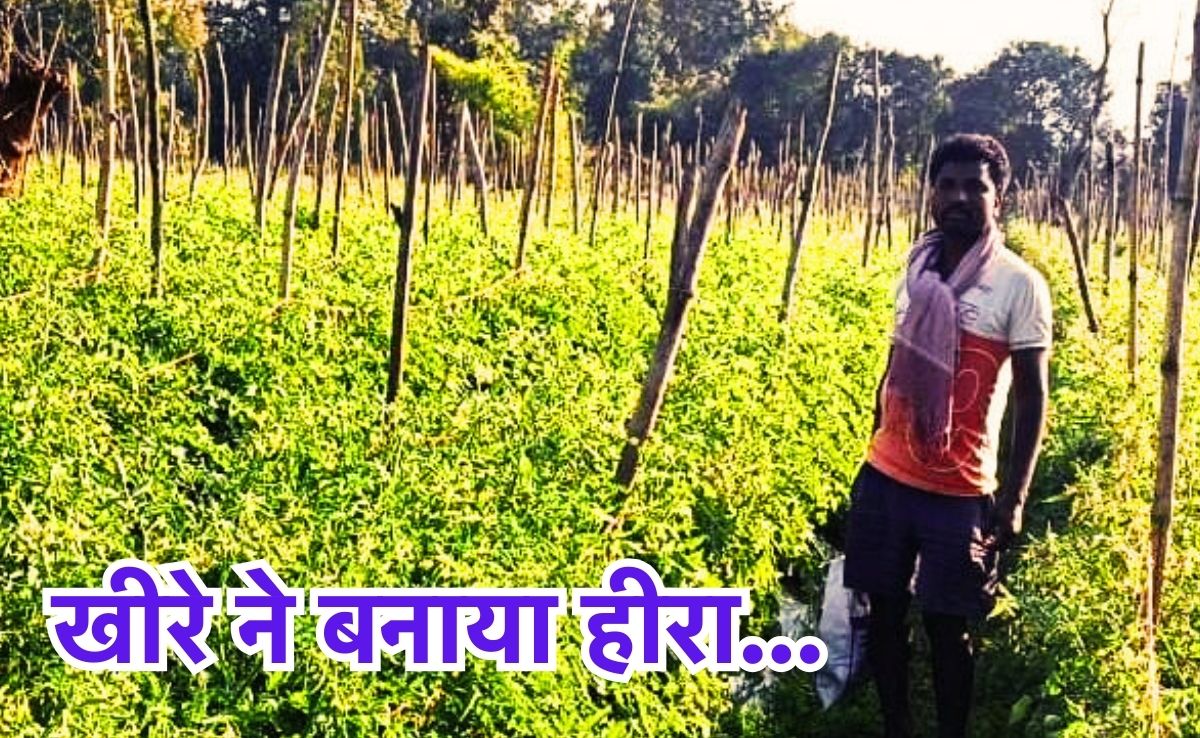 Success Story: खीरे से चमकी किस्मत, टमाटर ने किया मालामाल, उन्नत खेती से किसान ने किया कमाल