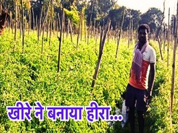 Success Story: खीरे से चमकी किस्मत, टमाटर ने किया मालामाल, उन्नत खेती से किसान ने किया कमाल Success Story: खीरे से चमकी किस्मत, टमाटर ने किया मालामाल, उन्नत खेती से किसान ने किया कमाल